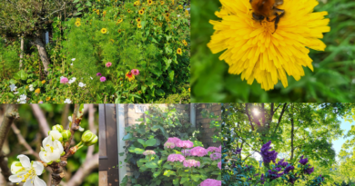 Fotocollage voor OpenTuinenDag Lunetten