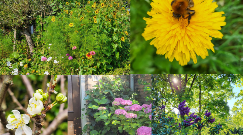 Fotocollage voor OpenTuinenDag Lunetten